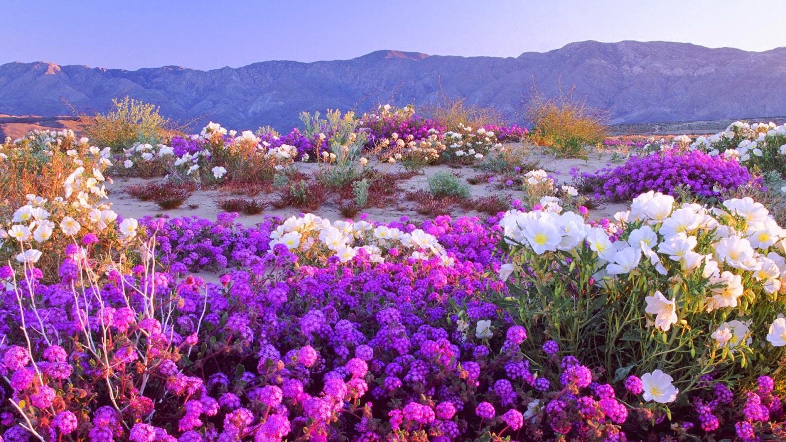 Nhung su that it nguoi biet ve sa mac Sahara anh 15