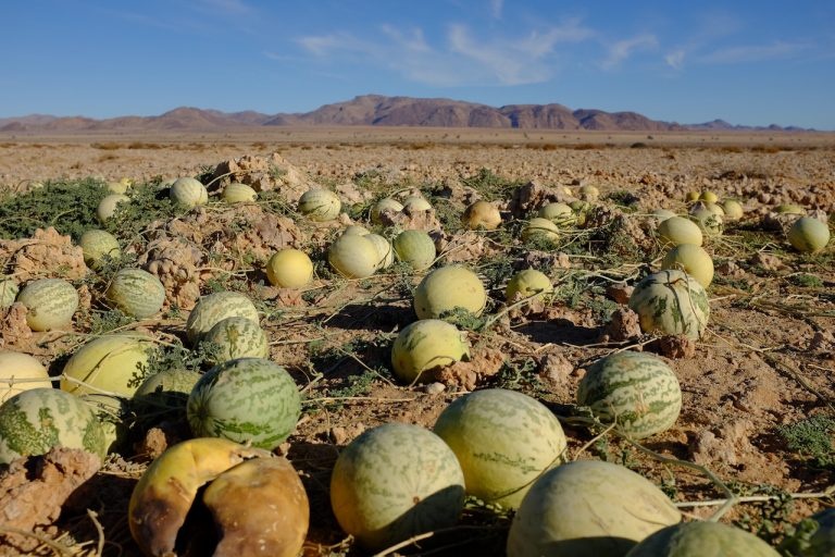 Thi tran bo hoang bi sa mac nuot chung anh 13