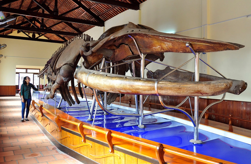 Thu tai hieu biet ve bien dao Viet Nam anh 9