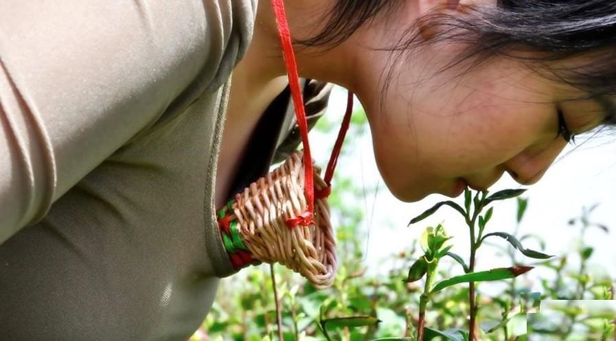 Những loại trà kỳ dị của Trung Quốc ảnh 1 Nhung loai tra ky di cua Trung Quoc anh 1
