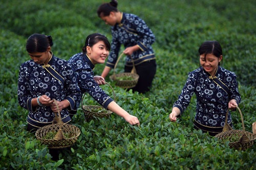 Những loại trà kỳ dị của Trung Quốc ảnh 4 Nhung loai tra ky di cua Trung Quoc anh 4