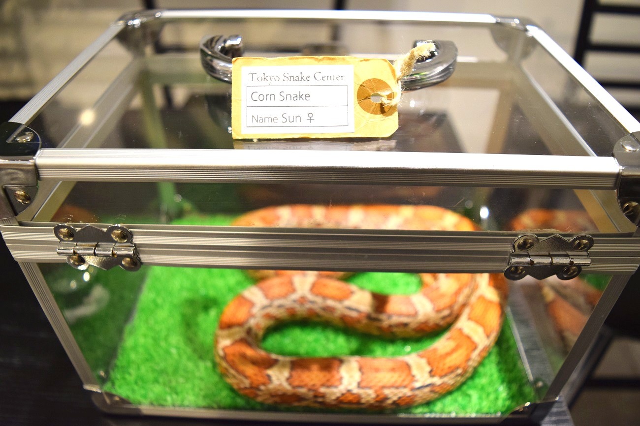 Quan ca phe ran khien du khach noi da ga anh 4