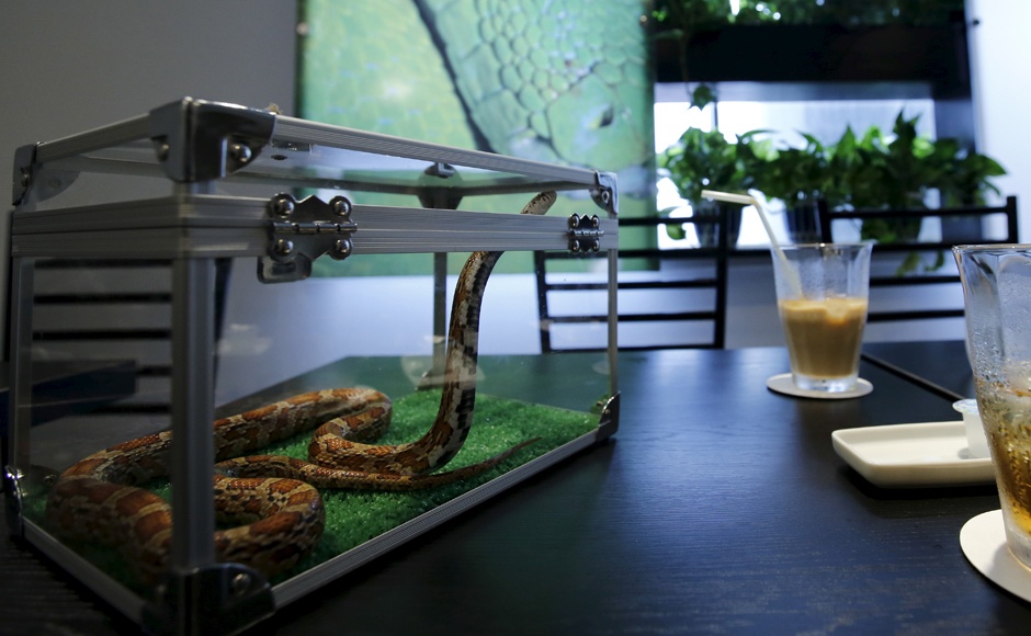 Quan ca phe ran khien du khach noi da ga anh 5