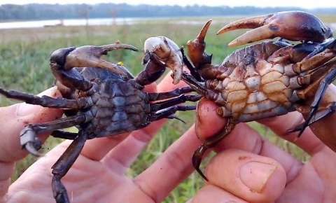 An cua song chua ung thu: Phan khoa hoc, ruoc them benh hinh anh