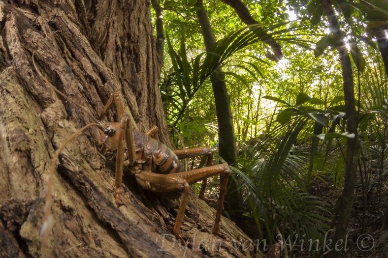 Nhung diem ngam con trung to nhu thoi tien su anh 2