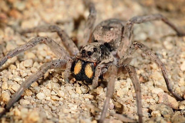 Nhung diem ngam con trung to nhu thoi tien su anh 3