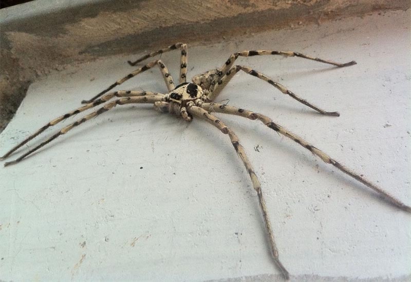 Nhung diem ngam con trung to nhu thoi tien su anh 4