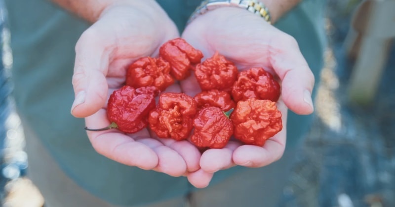 Loai ot khien nguoi an nhu nuot phai than dang chay hinh anh