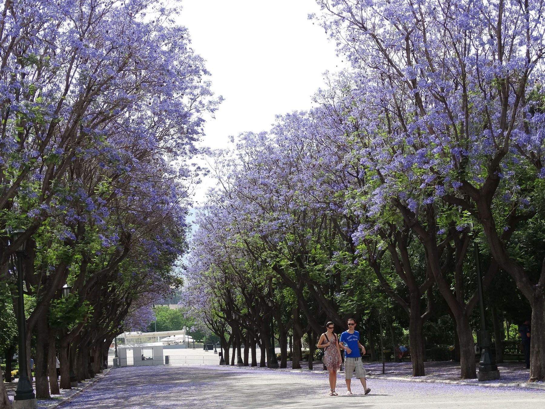 Nhung la phoi xanh dep nhu thien duong giua long thanh pho anh 10