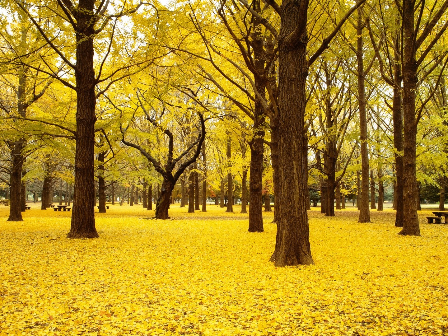 Nhung la phoi xanh dep nhu thien duong giua long thanh pho anh 3