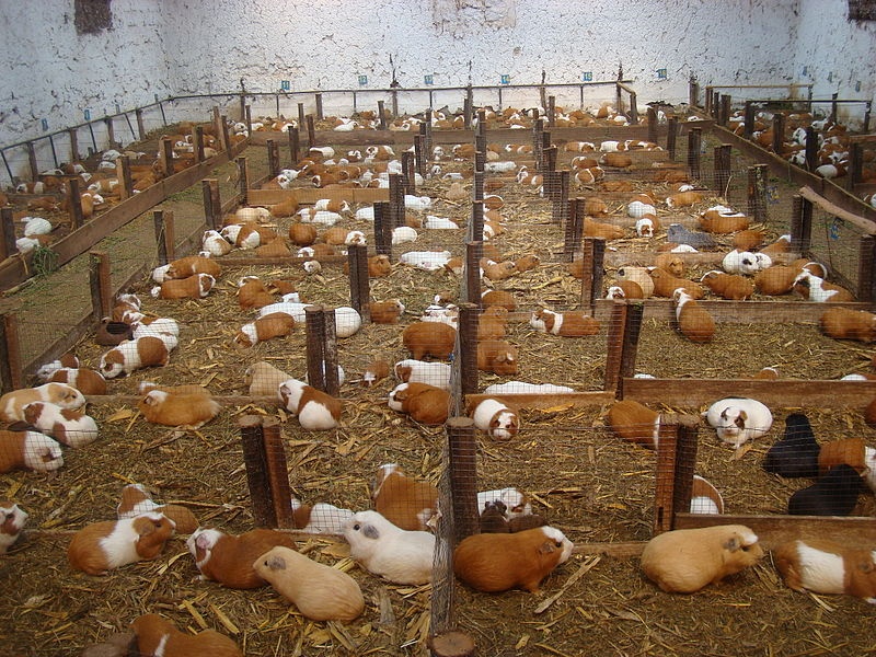 Dac san chuot lang cua Peru anh 2