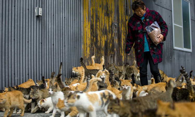 8 hon dao ky la cua Nhat Ban anh 3