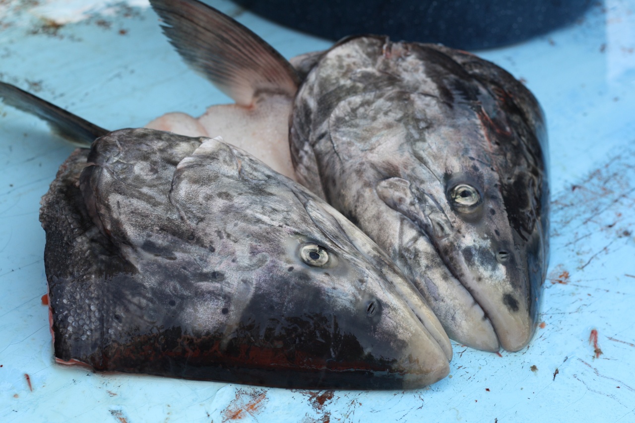 Dac san dau ca thoi kho ai dam an cua Alaska hinh anh