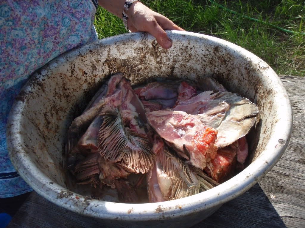 Dac san dau ca thoi dang so cua Alaska anh 3