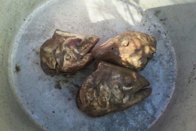 Dac san dau ca thoi dang so cua Alaska anh 6