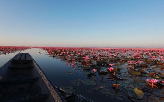 Ho hoa sung khong lo o Thai Lan anh 1