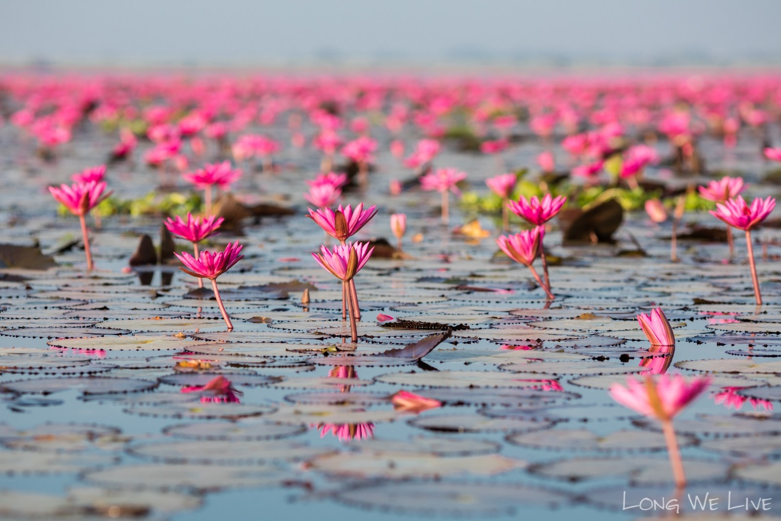 Ho hoa sung khong lo o Thai Lan anh 6