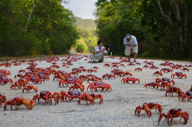 Cuoc di cu cua 40 trieu con cua do hinh anh