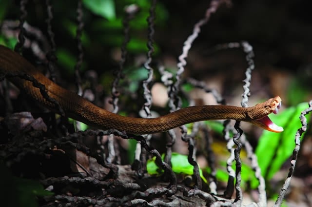 Dao day ran doc o Brazil anh 6