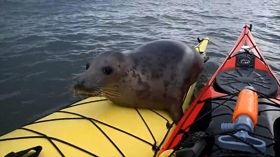 Hai cau di nho thuyen kayak cua du khach hinh anh