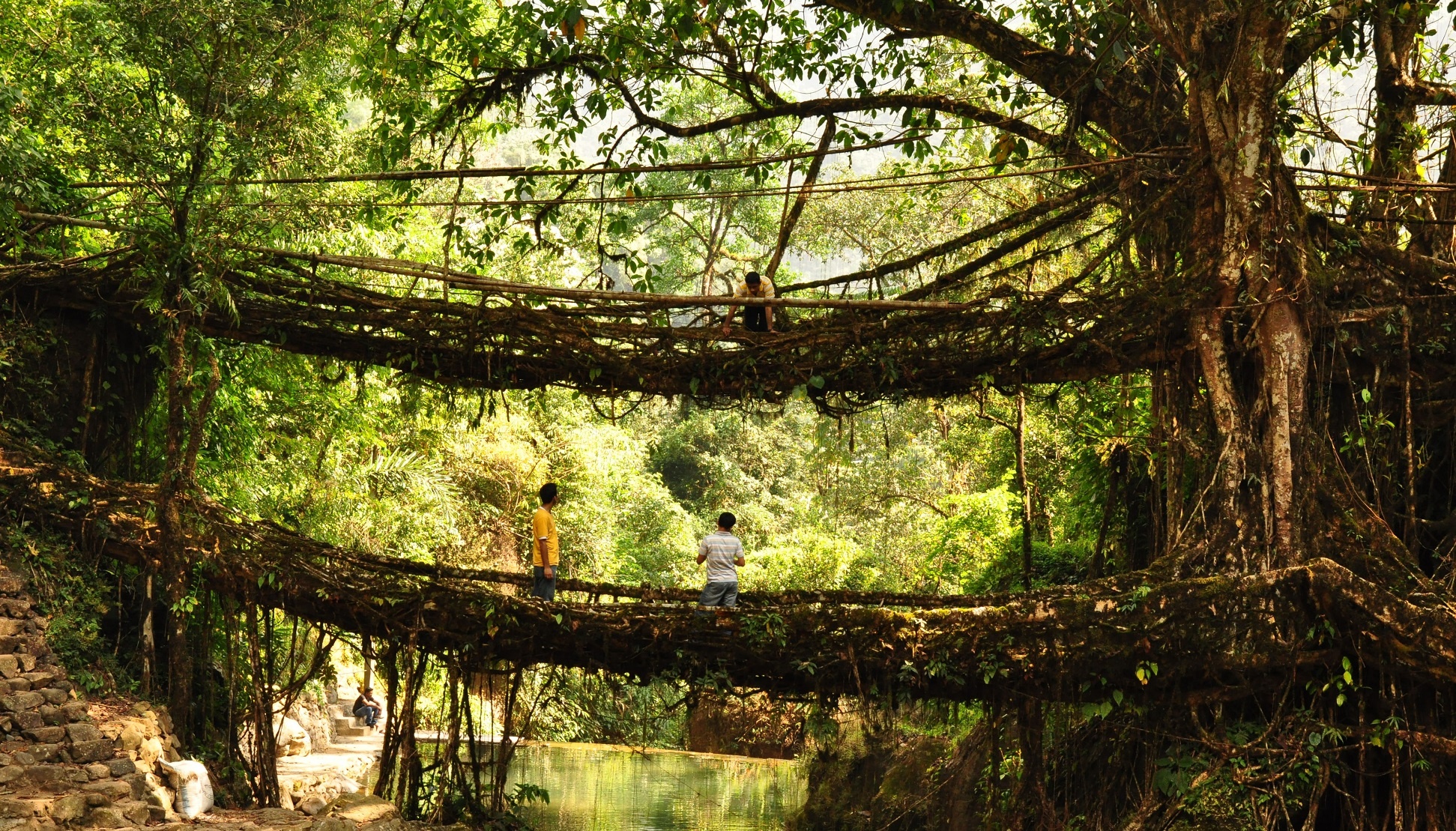 Cay cau song la lung o An Do hinh anh