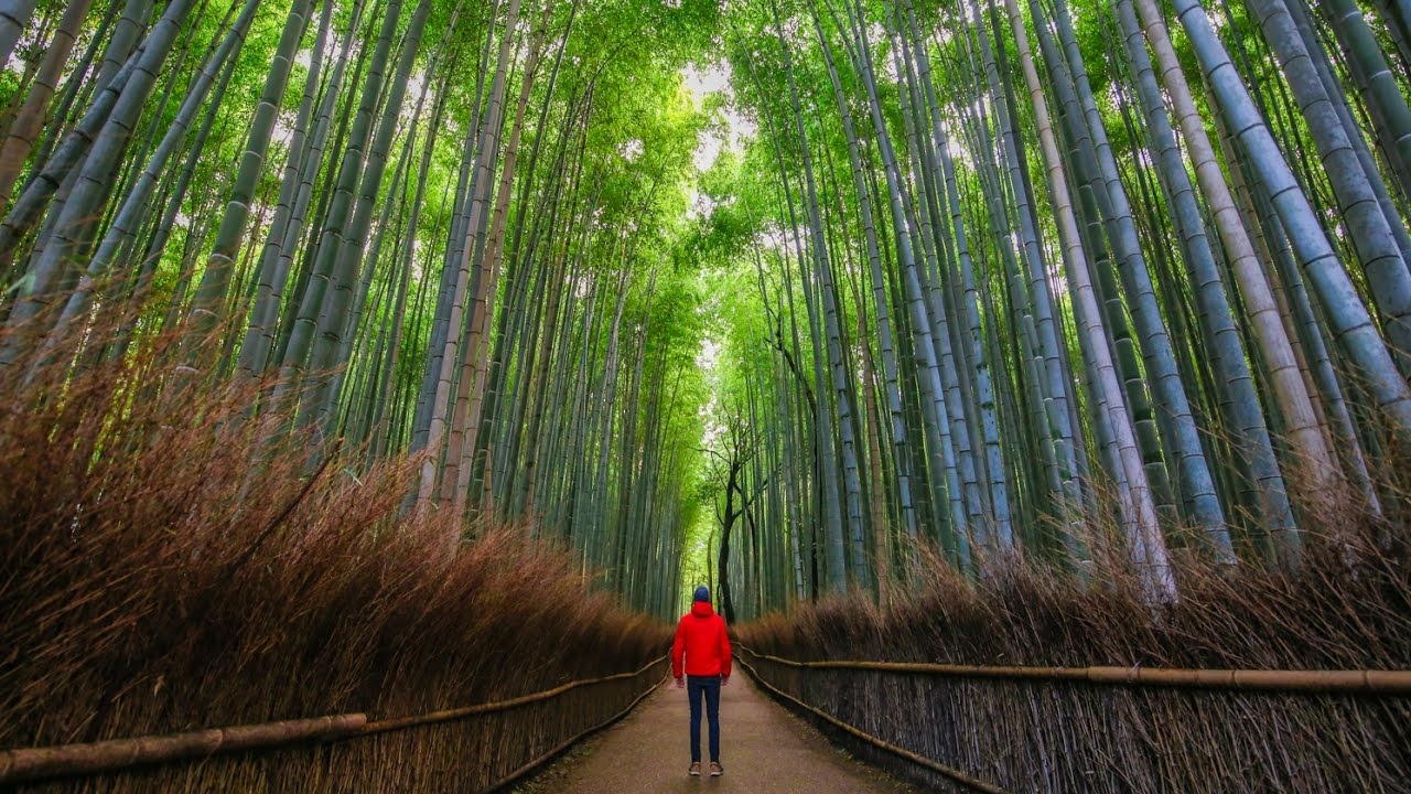 Vi sao ban nen toi Kyoto mot lan trong doi? hinh anh