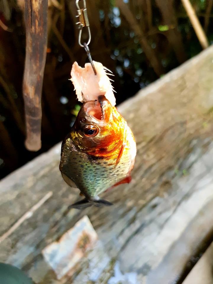 Chang trai Viet di vong quanh the gioi da toi rung ram Amazon anh 7