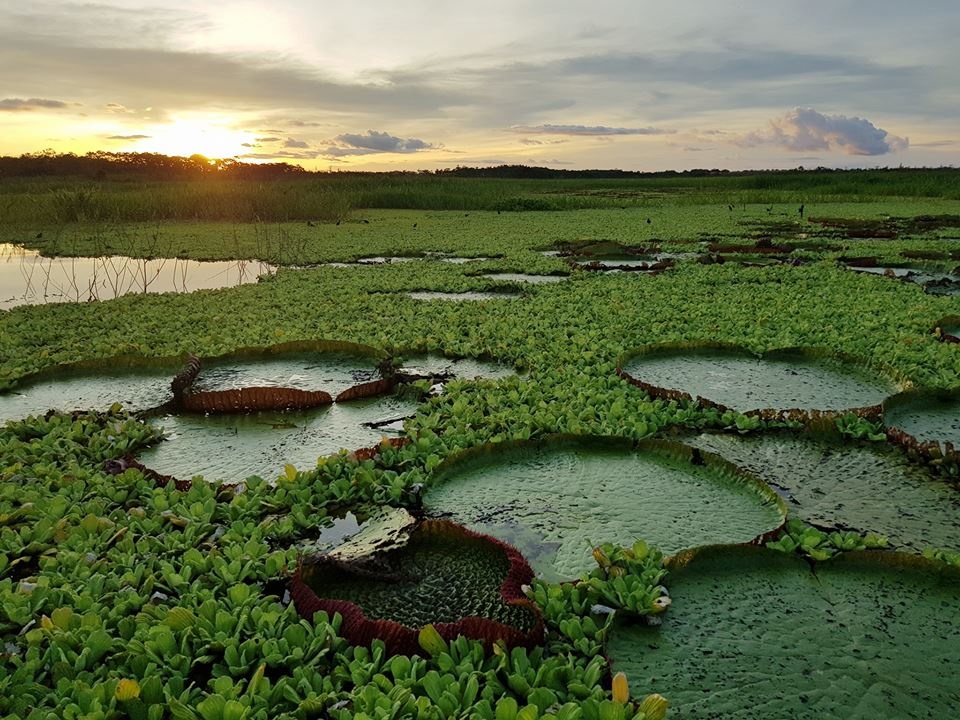 Chang trai Viet di vong quanh the gioi da toi rung ram Amazon anh 10