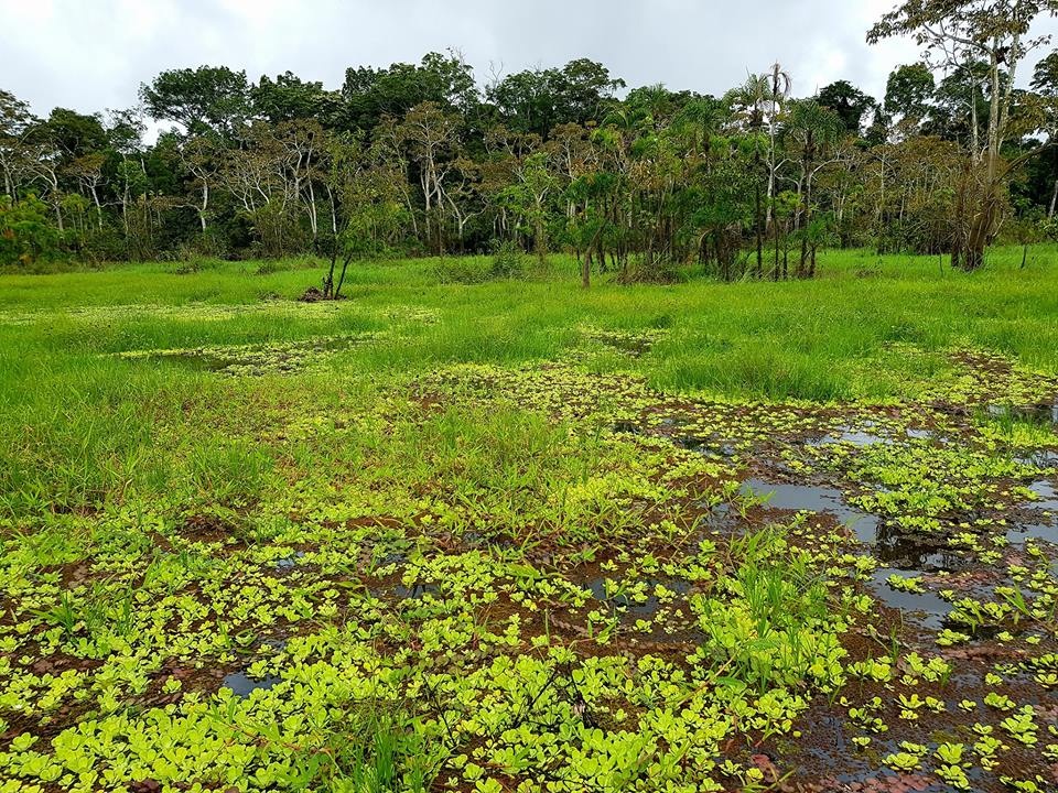 Chang trai Viet di vong quanh the gioi da toi rung ram Amazon anh 6