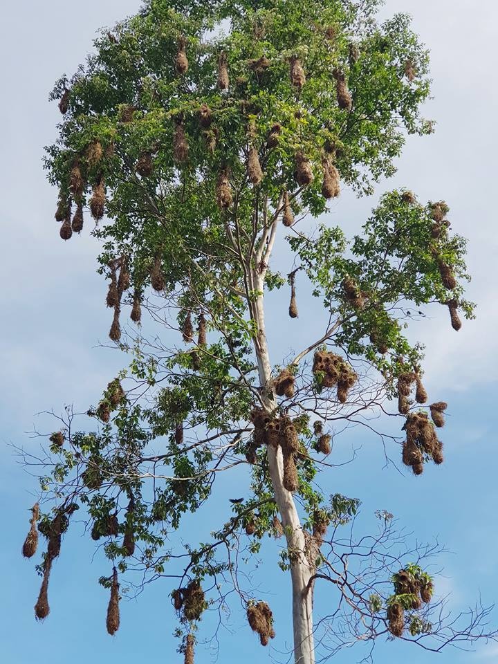 Chang trai Viet di vong quanh the gioi da toi rung ram Amazon anh 5