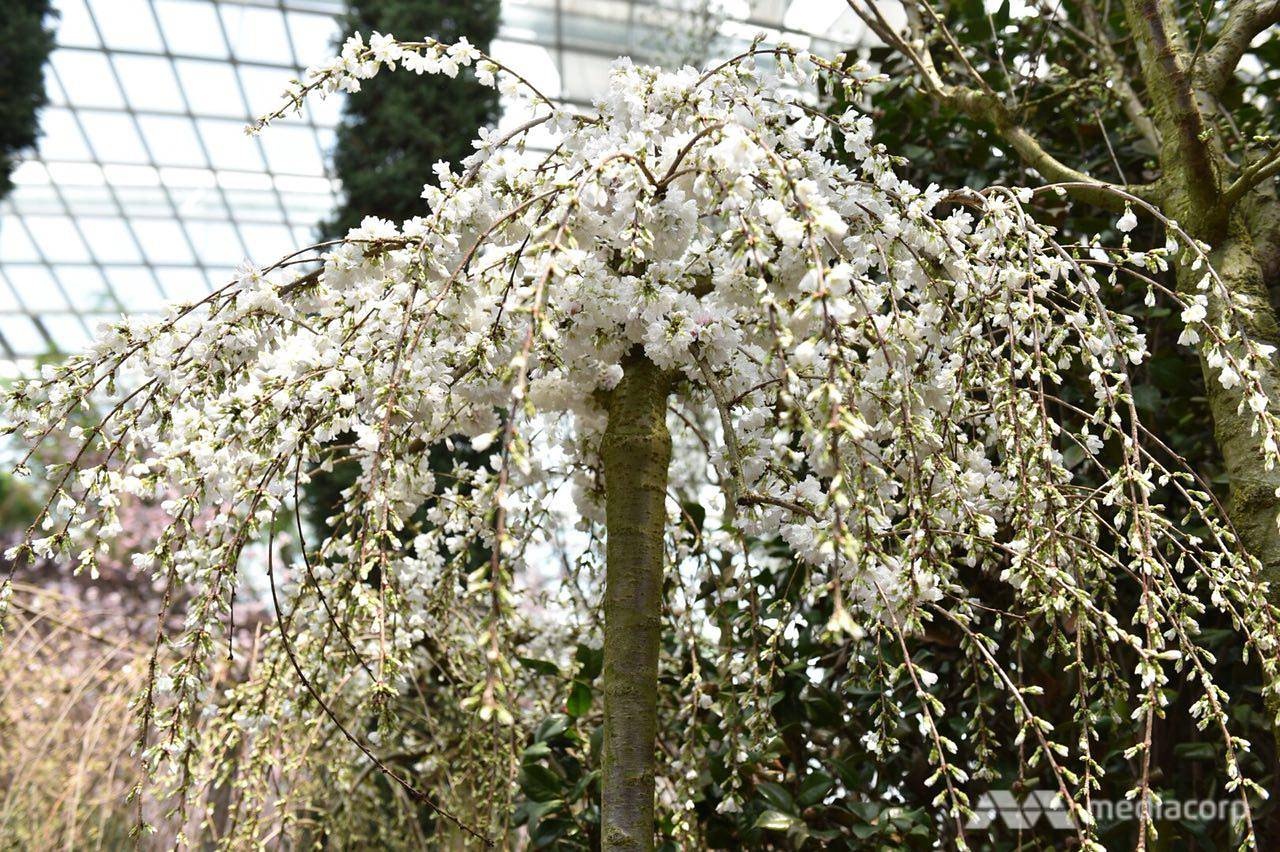 Le hoi anh dao Singapore duoc to chuc trong nha kinh 19 do C anh 6