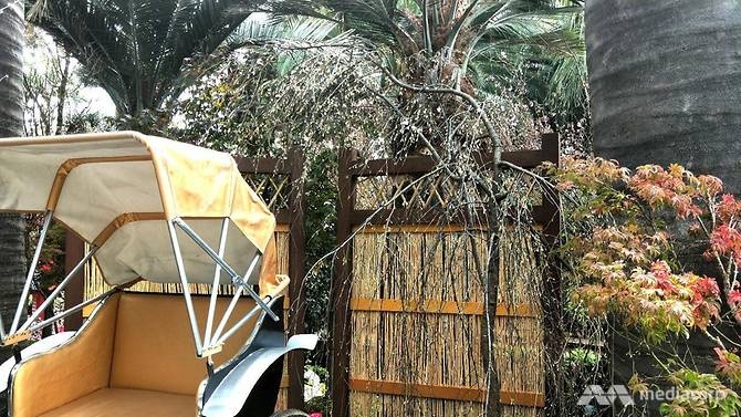 Le hoi anh dao Singapore duoc to chuc trong nha kinh 19 do C anh 7