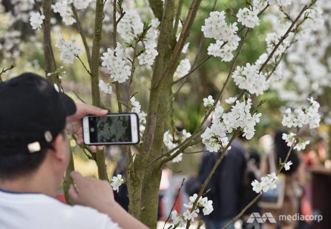 Le hoi anh dao Singapore duoc to chuc trong nha kinh 19 do C anh 8