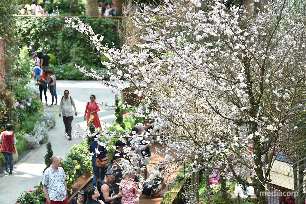 Le hoi anh dao Singapore duoc to chuc trong nha kinh 19 do C anh 9