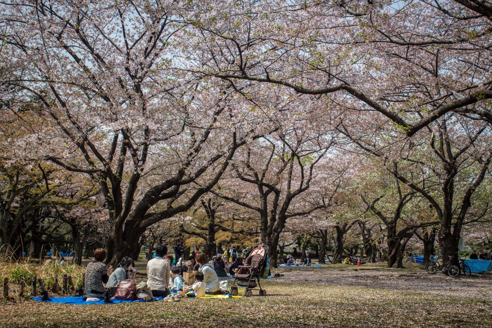 Nhung dieu de tranh mat mat voi nguoi Nhat khi di ngam anh dao anh 2