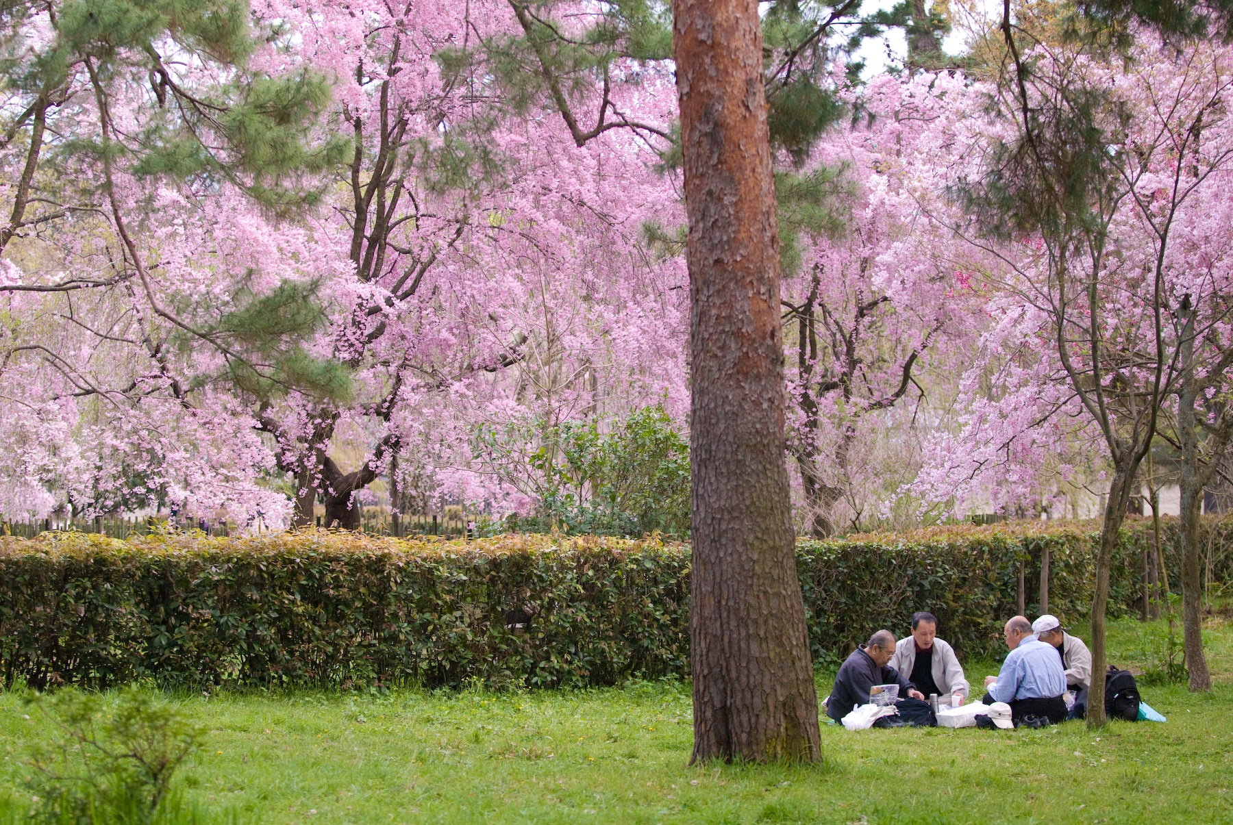Nhung dieu de tranh mat mat voi nguoi Nhat khi di ngam anh dao anh 3