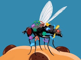 Chuyen gi xay ra khi ruoi bau vao thuc an? hinh anh