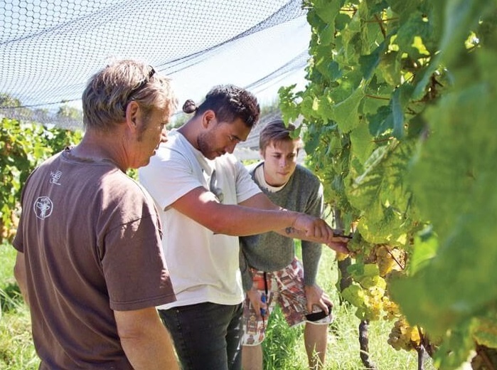 Du hoc New Zealand con lua chon nao ben canh dai hoc? hinh anh