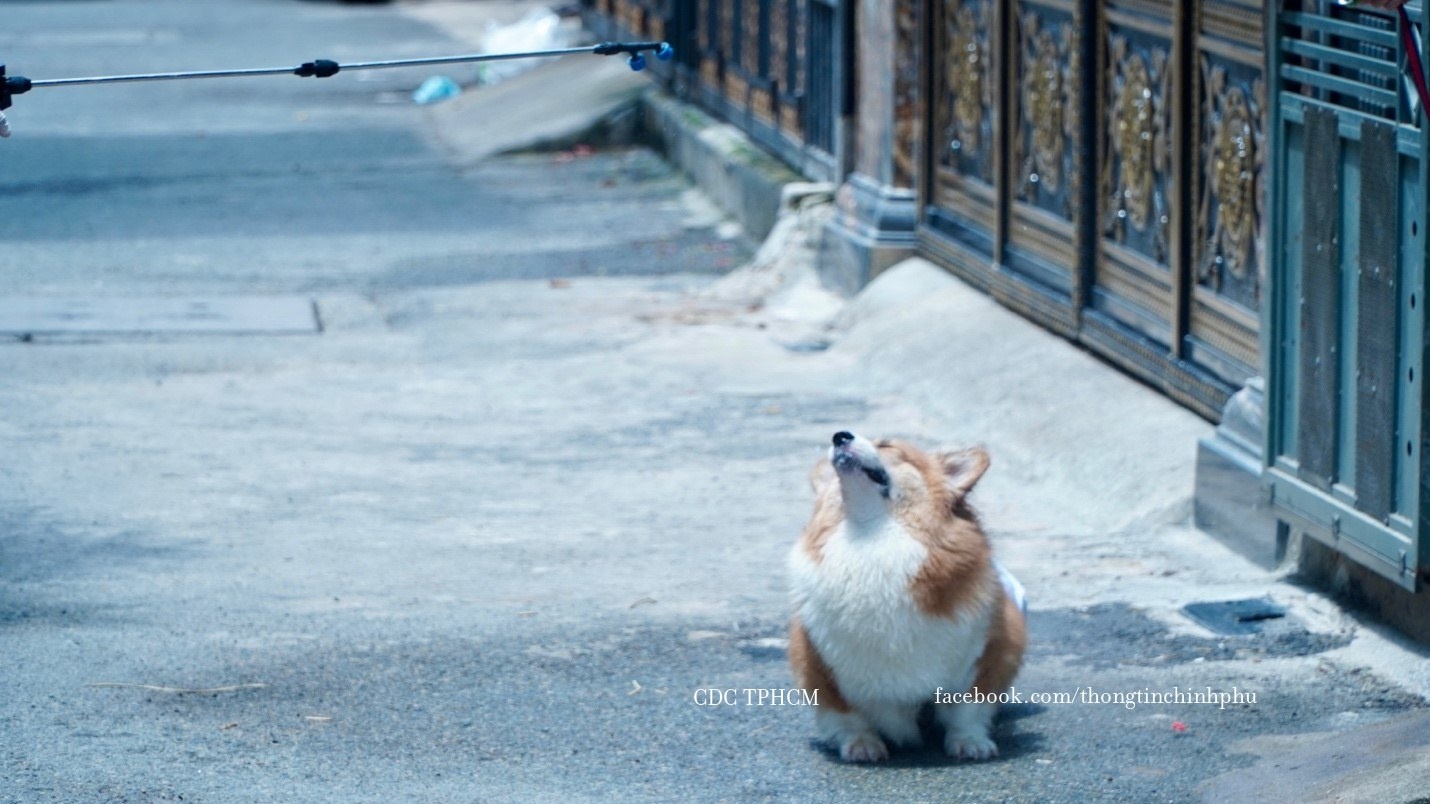 cho Corgi duoc phun khu khuan anh 1