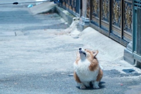 Chu cho duoc phun khu khuan o TP.HCM bat ngo noi tren mang hinh anh