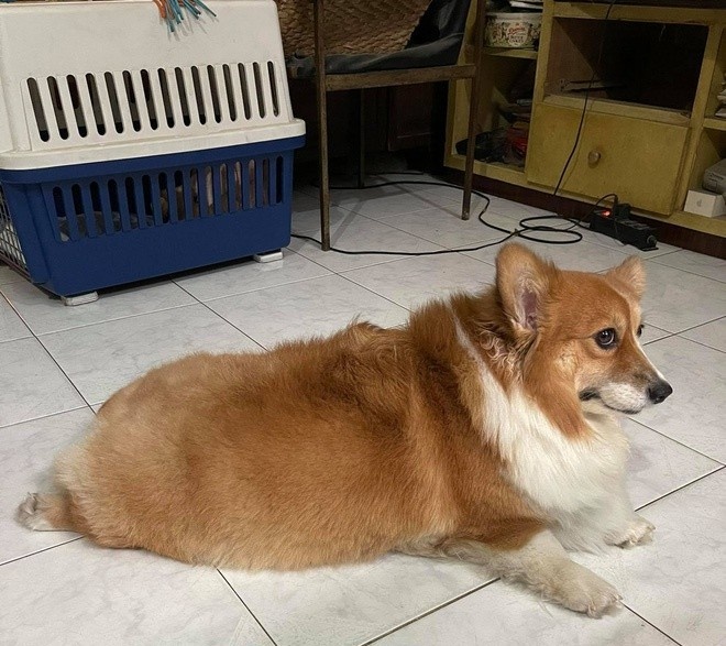 chó Corgi được phun khử khuẩn ảnh 4 cho Corgi duoc phun khu khuan anh 4