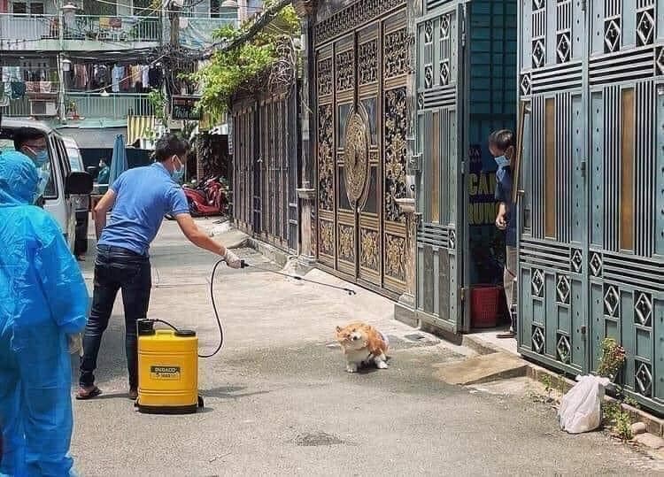 cho Corgi duoc phun khu khuan anh 2