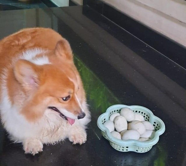 chó Corgi được phun khử khuẩn ảnh 3 cho Corgi duoc phun khu khuan anh 3