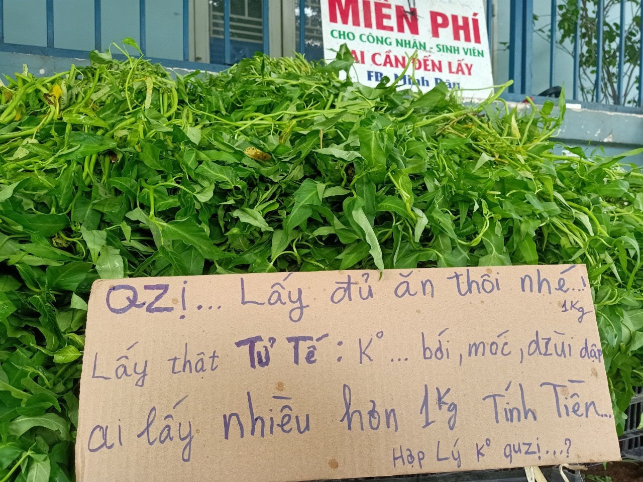 anh Minh râu tặng rau cho người nghèo ảnh 5 anh Minh rau tang rau cho nguoi ngheo anh 5