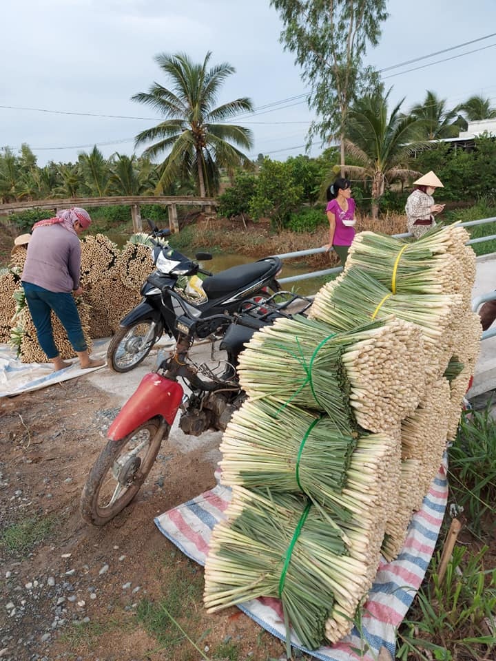 Cu ong Tien Giang thu hoach sa tang nguoi dan TP.HCM anh 3