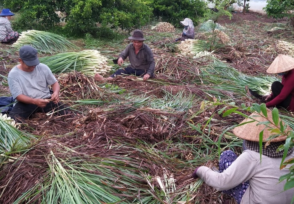 Cu ong Tien Giang thu hoach sa tang nguoi dan TP.HCM anh 4