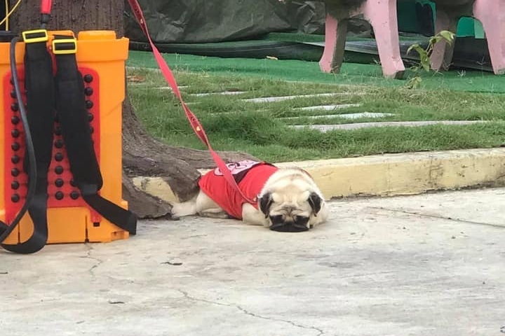 chú chó được nuôi trong khu cách ly ảnh 2 chu cho duoc nuoi trong khu cach ly anh 2