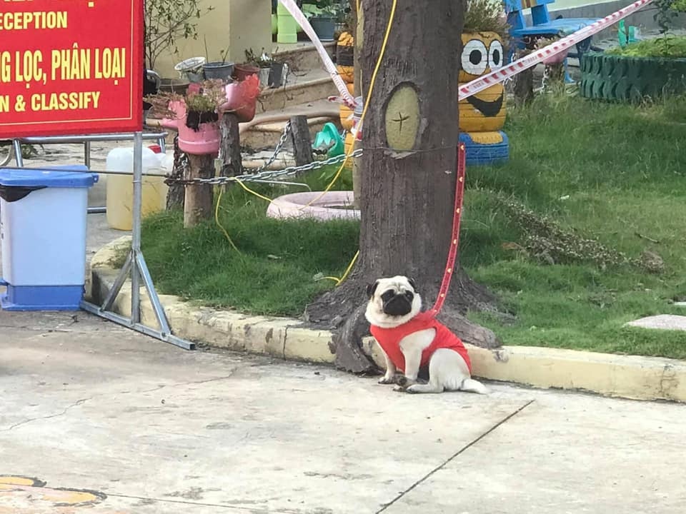 chú chó được nuôi trong khu cách ly ảnh 1 chu cho duoc nuoi trong khu cach ly anh 1
