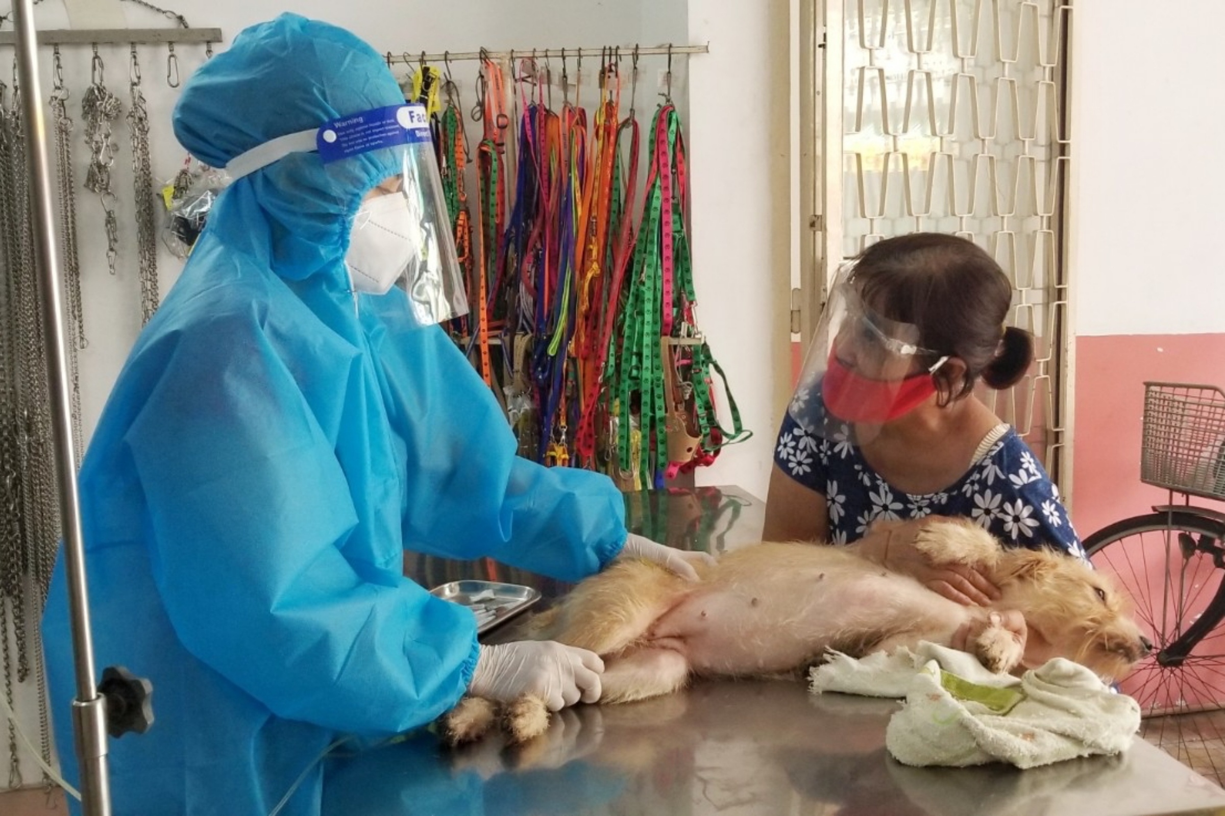 đưa thú cưng đi khám bệnh sau giãn cách ảnh 1 dua thu cung di kham benh sau gian cach anh 1