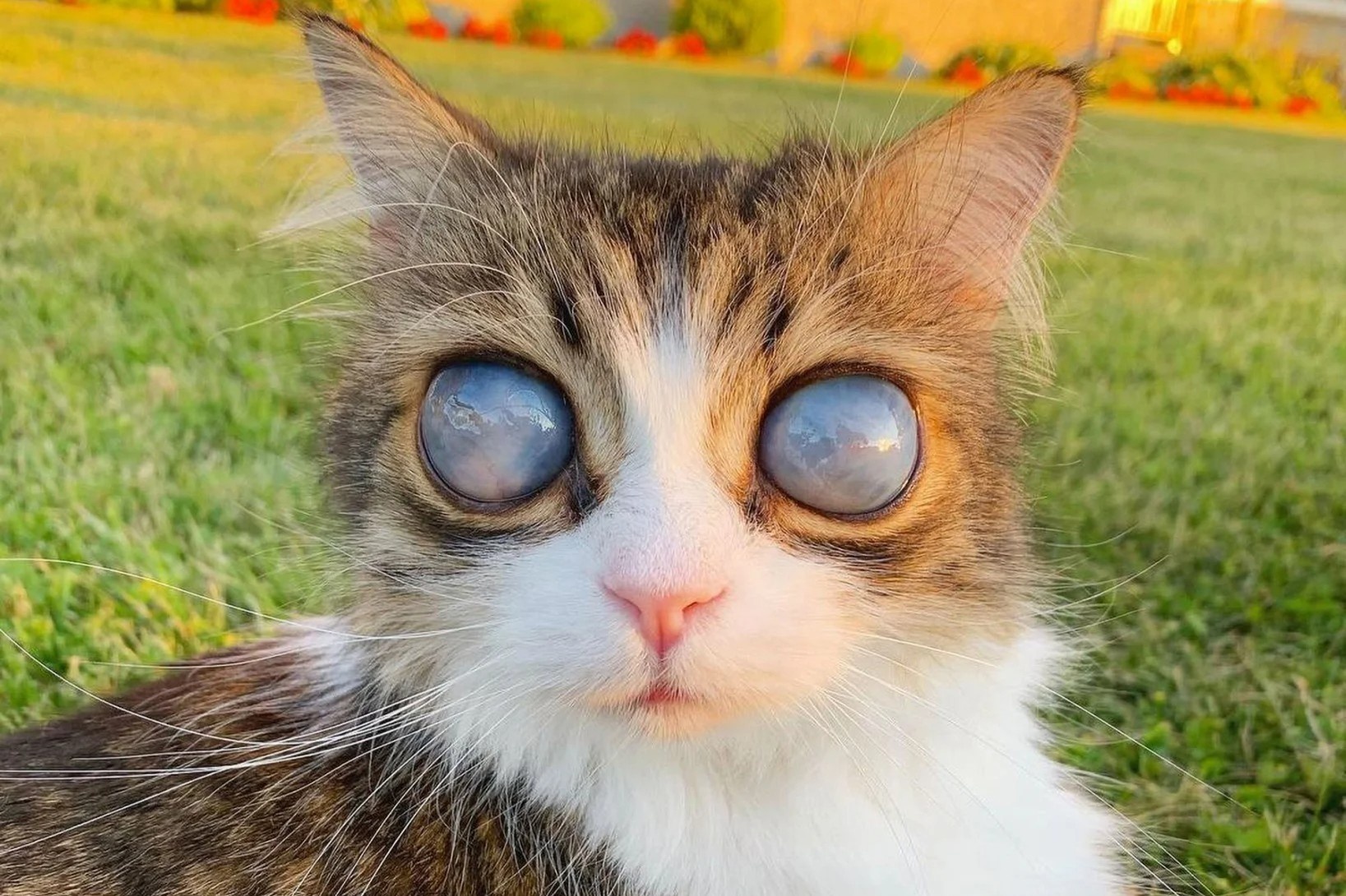 Chu meo mu voi doi mat 'vu tru' noi tieng tren mang hinh anh